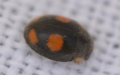 Réf. 309 190 : Platynaspis luteorubra